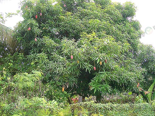 1.ต้นมะม่วง (https.upload.wikimedia.orgwikipediacommons11bE9211-Nadi-mango-tree)