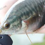 1.ปลาสลิด