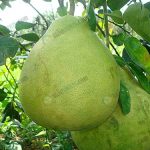 1.ผลส้มโอลูกใหญ่-สมบูรณ์