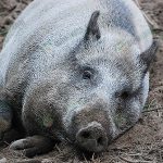 1.สายพันธุ์หมูป่า