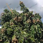 1.หาไม้มาค้ำยันต้นไม่ให้ล้ม