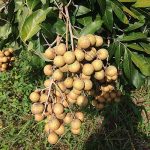 2.ผลลำไยลูกใหญ่และสมบูรณ์มาก