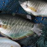 2.พ่อแม่พันธุ์ปลาสลิด