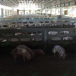 2.ฟาร์มหมู