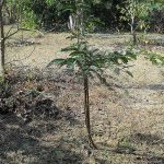 3.ต้นมะขามเปร๊็ยวยักษ์อายุ 1 ปี