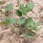 3.ปลูกต้นไม้ไว้รอบๆ สระน้ำ