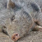 3.หมูป่าแข็งแรงสมบูรณ์