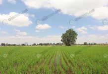 แปลงนา เมล็ดพันธุ์ข้าว