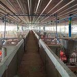 3.ให้อาหารหมู