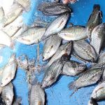 4.ปลาสลิดที่จับได้