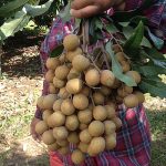 4.ผลผลิตลำไยพร้อมส่งลูกค้า