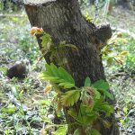 4.ยอดมะขามเปรี้ยวเลยแตกจากต้นตอที่ตัด