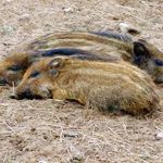 4.ลูกหมูป่า