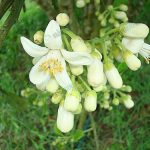 4.ออกดอกเป็นช่อ