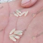 4.เมล็ดข้าวได้คุณภาพ