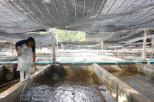 5.คนงานเตรียมบ่อสำหรับเพาะเลี้ยงหอยสังข์สุวรรณ