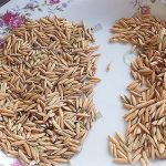 5.ตัวอย่างเมล็ดข้าวคุณภาพ