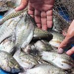 5.ปลาสลิดอ้วนใหญ่-ได้น้ำหนัก