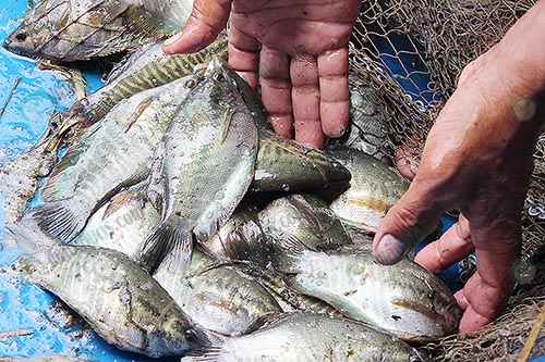 5.ปลาสลิดอ้วนใหญ่-ได้น้ำหนัก