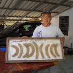 5.ผลผลิตมะขามเปรี้ยวยักษ์พันธุ์ไชยโกมินทร์