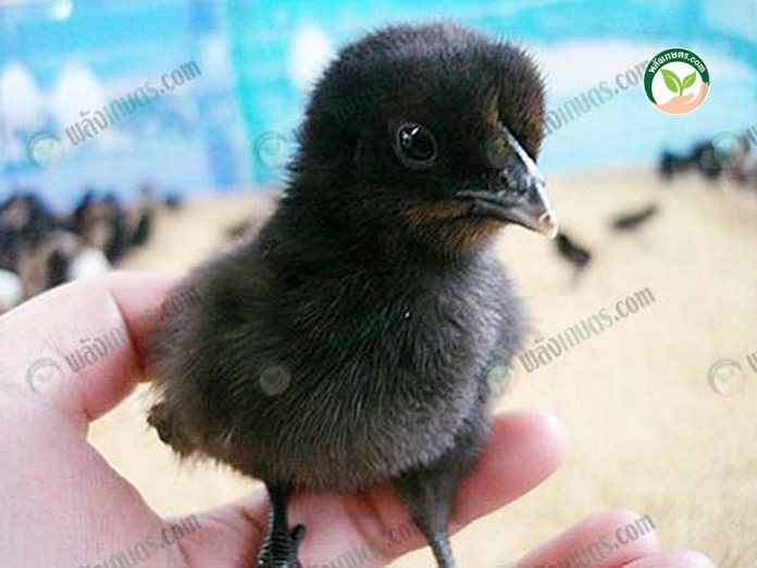 ลูก ไก่ดำ ลูก ไก่ดำ
