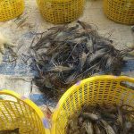 6.ตัวอย่างผลผลิตกุ้งก้ามกราม สายพันธุ์ SV1 จากประเทศเวียดนาม.