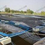 กระชังแม่พันธุ์กุ้งก้ามกรามสายพันธุ์ SV1