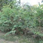 ต้นมะขามเปรี้ยวยักษ์อายุ 3 ปี