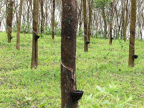 ต้นยาง (https.upload.wikimedia.orgwikipediacommons33fRubber_trees_in_Kerala_India)