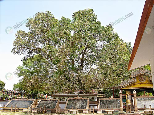ต้นโพธิ์-https.upload.wikimedia.orgwikipediacommons448Bodhi_Tree2C_related_to_The_Bodhi_Tree2C_Sarnath