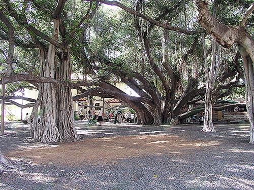 ต้นไทร-https.upload.wikimedia.orgwikipediacommons222Banyan-tree-Lahaina-Hawaii