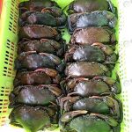 ปูนิ่มคุณภาพพร้อมส่งให้ลูกค้า