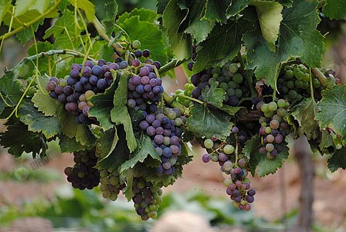 1.องุ่น (https.pixnio.comflora-plantsfruitsgrapes-fruit-picturesagriculture-grape-grapevine-leaf-plant-vineyard-grapes-fruit)