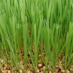 1.แตกกอคล้ายกับต้นหญ้า-มีสีเขียวเข้ม