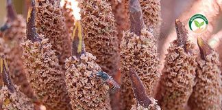 ผึ้งแมลงอีกชนิดหนึ่งในการผสมเกสร ขึ้นอยู่กับการวาง ระบบน้ำในสวนปาล์ม