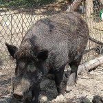 ภายในคอก การเลี้ยงหมูป่า