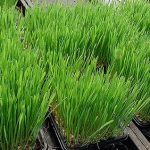 2.วัสดุแปลงเพาะต้นอ่อนข้าวสาลี