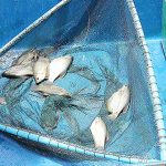 การเพาะพันธุ์ปลาสลิด ให้ได้ปลาสลิดแข็งแรง สมบูรณ์