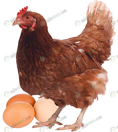 4.เปลือกของไข่หนาและแข็งแรง-ได้คุณภาพ