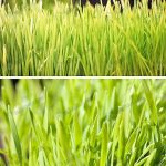 6.ป้องกันโรคมะเร็ง-ช่วยล้างสารพิษในร่างกาย