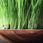 7.นำมาแปรรูปแบบผง-แคปซูล และชา ก็ได้