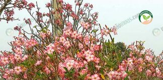 ปลูกชวนชม ราชินีพันดอก-ดอกสีชมพูหวาน-ออกดอกดกเชียว