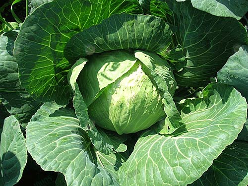 กะหล่ำปลี-ป้องกันโรคหัวใจ ความดันโลหิตสูง (https.pixnio.comflora-plantsvegetablescabbage-vegetable-food-diet-organic-leaf)