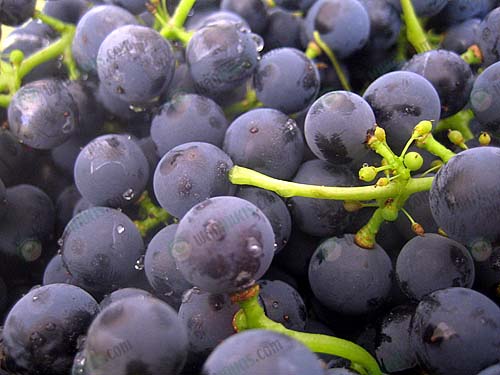 องุ่น-ลดความดันและอาการอักเสบต่างๆ (https.upload.wikimedia.orgwikipediacommonsddaYeast_on_grapes)