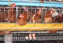การเลี้ยงไก่พันธุ์ไข่ ได้ไข่แดง ฟองใหญ่