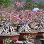 การจัดรากชวนชม ดังเช่น ไทยโซโคนี้ ฟอร์มสวยๆ ก็มีให้เลือกชม