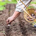 การปลูกกระเทียม และดูแลง่าย