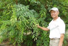 การปลูกมะขามเปรี้ยวยักษ์ 100 วันเก็บขายได้ ควบคู่ ลำไย สร้างรายได้หลักล้าน/ปี คุณปริญญา วิไลรัตน์ เจ้าของสวน เผยแนวทาง การปลูกมะขามเปรี้ยวยักษ์1.คุณปริญญา วิไลรัตน์ เจ้าของสวน