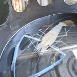 1.ลำตัวมี 6 ปล้อง-สีน้ำเงินเข้ม-ก้ามยาว