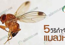 วิธีกำจัดแมลงหวี่